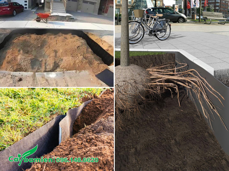 Kiểm soát rễ cây xà cừ bằng tấm chắn chuyên dụng