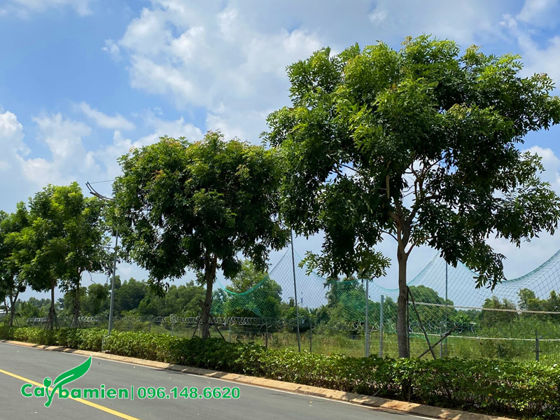 Hàng cây xà cừ trồng vỉa hè đường phố khỏe đẹp