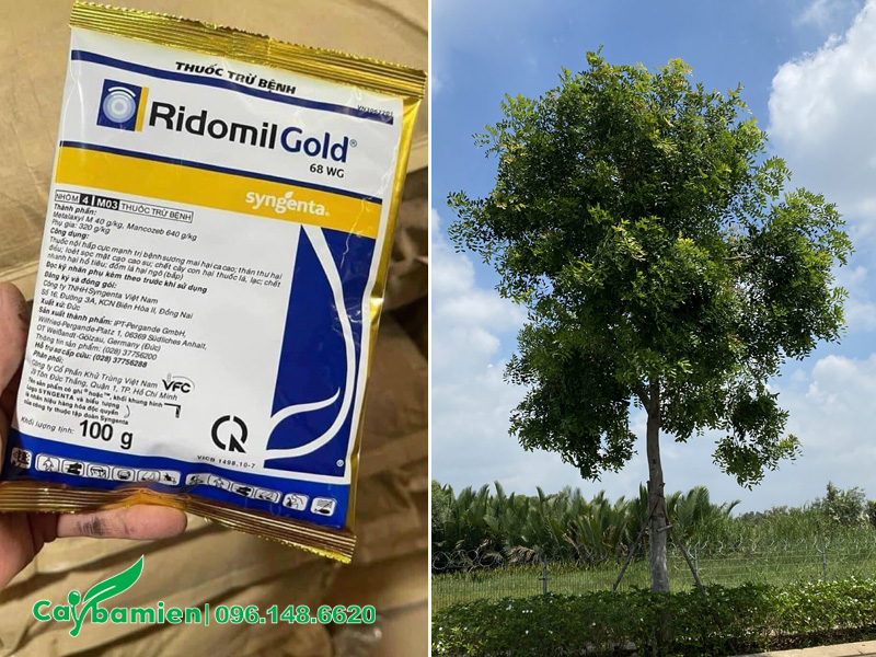 Loại thuốc đặc trị nấm bệnh trên cây xà cừ công trình