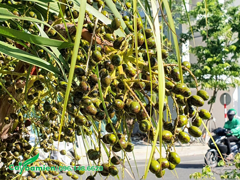Cắt tỉa buồng quả già, quả cũ trên cây