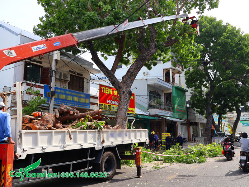Cắt tỉa phòng trừ sâu bệnh trên cây xà cừ công trình trồng vỉa hè