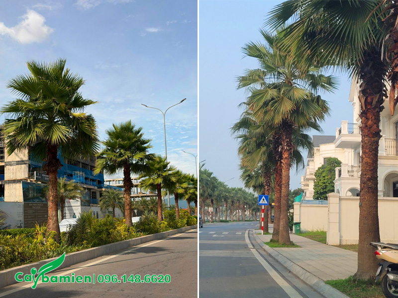 Không gian trồng cây cọ mỹ tại các công trình giao thông công cộng