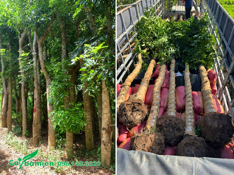 Bán cây xà cừ công trình đã dâm ủ kỹ