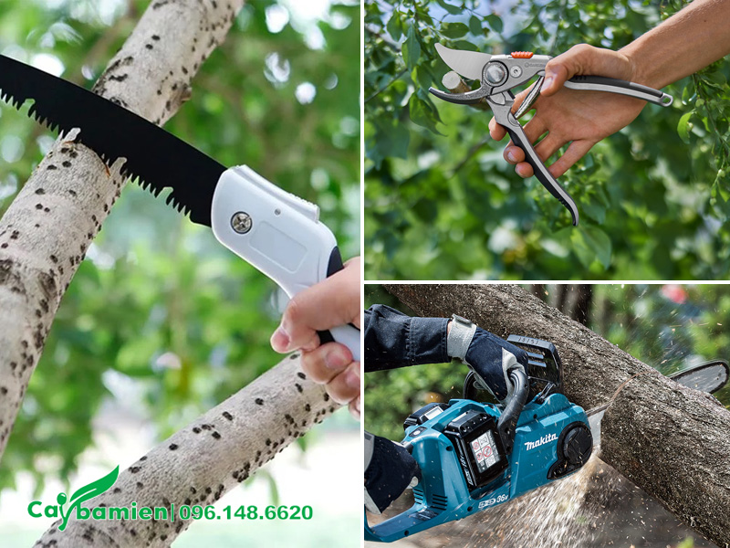 Dụng cụ cắt tỉa cây xanh chuyên dụng
