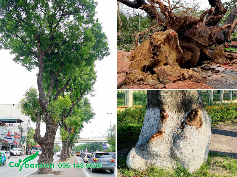 Hình dáng thân cây đồ sộ, gốc rễ của cây xà cừ cổ thụ