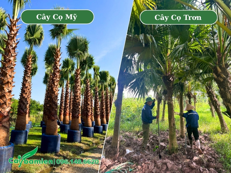 Phân biệt cây Cọ Mỹ và Cọ Trơn qua hình thái khi cây trưởng thành