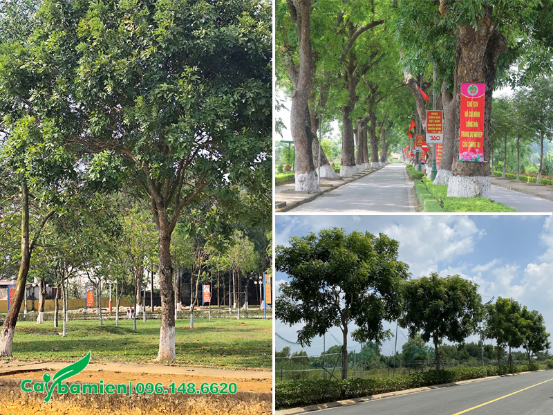 Khoảng cách trồng cây xà cừ công trình cho công viên, vỉa hè đường phố