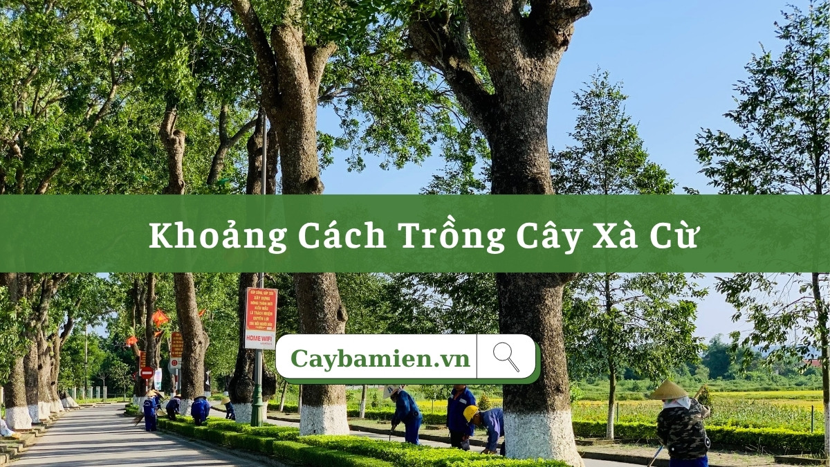 Khoảng cách trồng cây xà cừ tiêu chuẩn, đảm bảo an toàn cho công trình