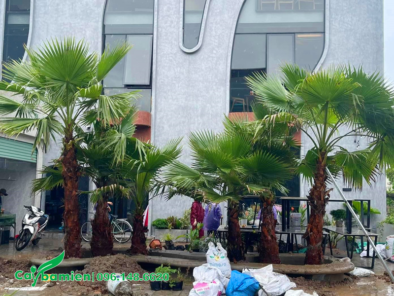 Thi công trồng cây cọ mỹ cho khuôn viên quán cafe