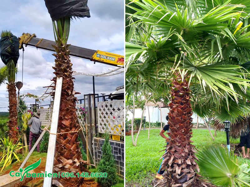 Thi công trồng cây cọ mỹ cho không gian nhà biệt thự