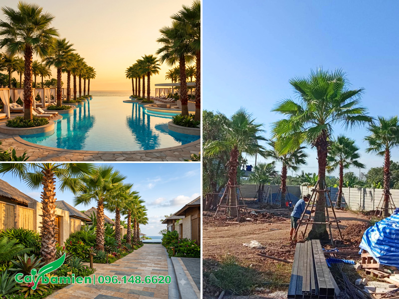 Phối cảnh trồng cây cọ mỹ trong khuôn viên khu resort nghỉ dưỡng