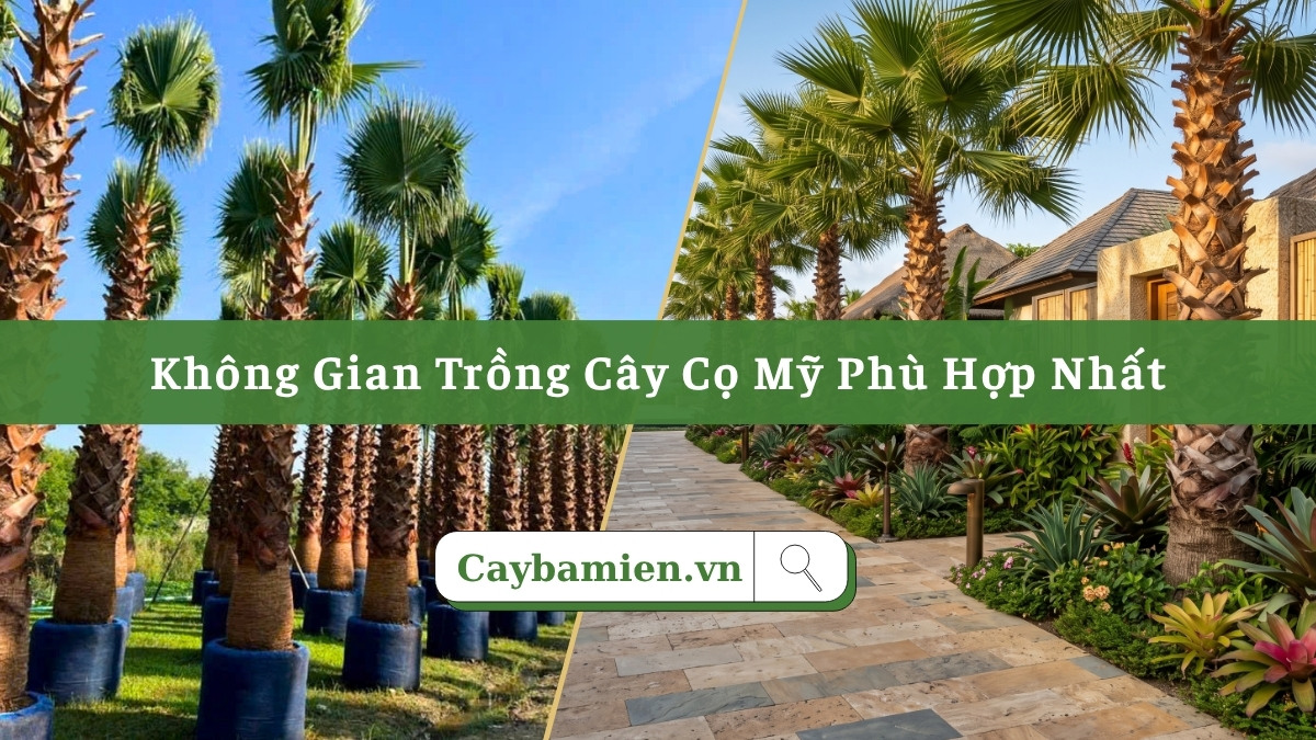 Không gian trồng cây cọ mỹ phát huy tối đa vẻ đẹp bề thế, đẳng cấp của cây
