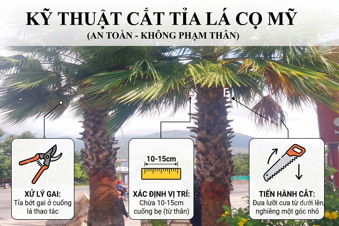 Hướng dẫn kỹ thuật cắt tỉa cây cọ mỹ chi tiết
