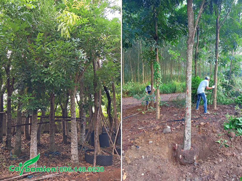 Vườn cây xà cừ công trình đường kính gốc 20cm trở lên