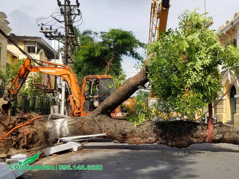 Cây xà cừ trồng vỉa hè bị đổ gãy do mưa bão