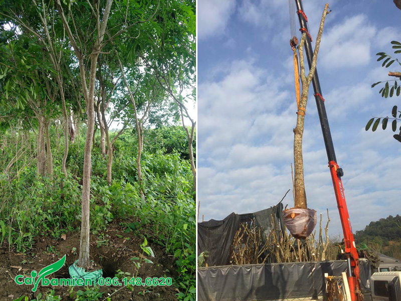 Lo cây xà cừ đánh thẳng, rễ bị cắt đứt một phần