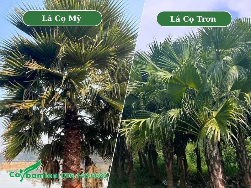 Hình ảnh phân biệt cây Cọ Mỹ và Cọ Trơn qua hình thái lá