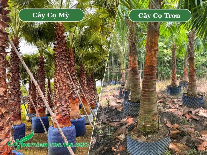 Quan sát lóng thân để phân biệt cây Cọ Mỹ và Cọ Trơn