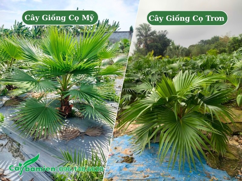 Hình ảnh cây giống Cọ Mỹ và Cọ Trơn, chiều cao khoảng 60 - 80cm