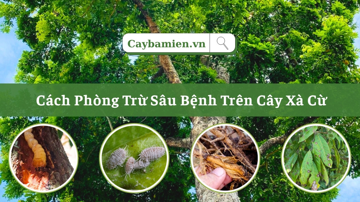 Hướng dẫn cách phòng trừ sâu bệnh trên cây xà cừ từ kỹ sư cây xanh chuyên nghiệp