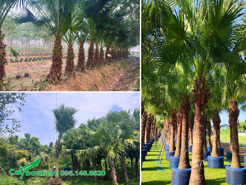 Vườn nuôi trồng cây cọ trơn từ nhỏ và dưỡng ủ những cây trưởng thành lóng cao hơn 2m