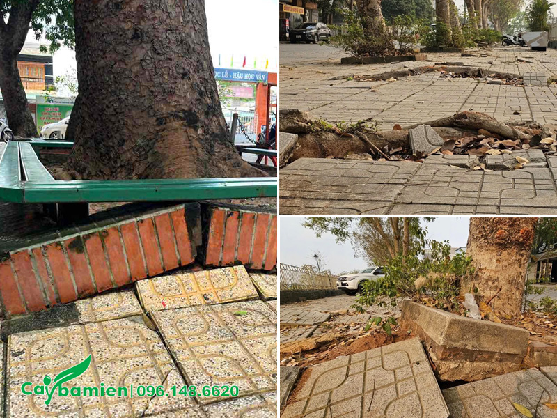 Sự phát triển mạnh của rễ cây xà cừ đội nền móng công trình