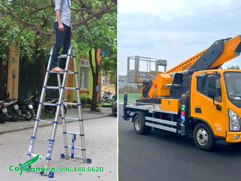Chuẩn bị thang để cắt tỉa những cây cao lớn