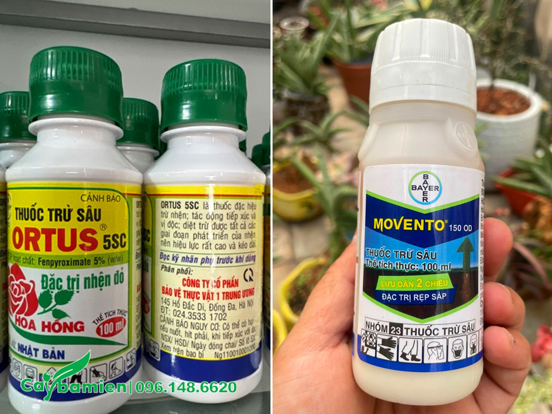 Thuốc đặc trị nhện đỏ và rệp sáp trên cây xà cừ công trình