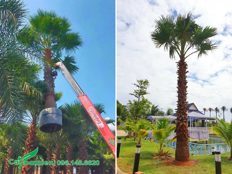 Hạ trồng cây cọ mỹ lâu năm cho khuôn viên khu nghỉ dưỡng