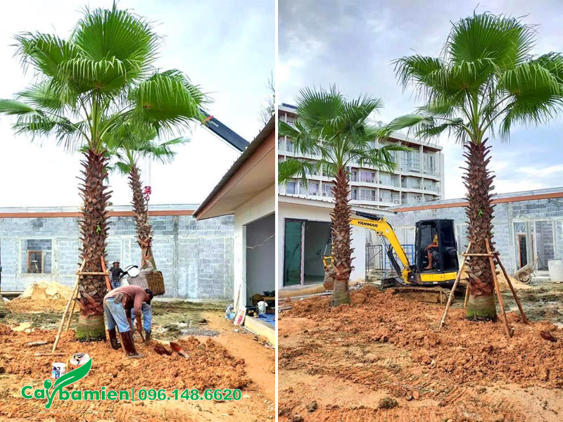 Trồng hàng cây cọ mỹ lóng thân cao hơn 3m cho khuôn viên nhà máy