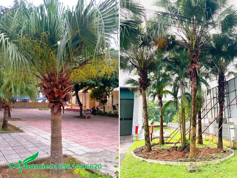Cây Cọ Trơn trồng theo hàng hoặc theo cụm lớn