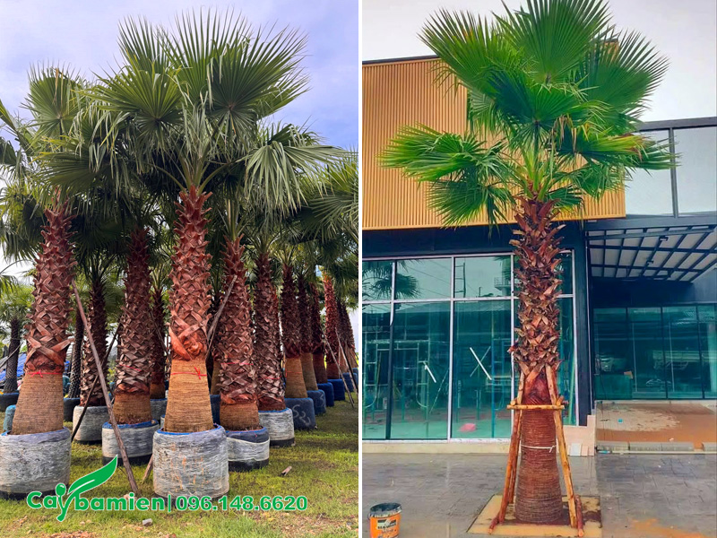 Trồng cây cọ mỹ trước mặt tiền công trình