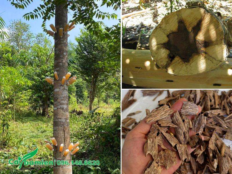 Hướng dẫn cách tạo trầm trên cây dó bầu