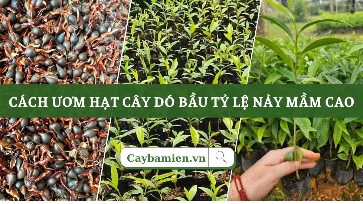Hướng dẫn cách ươm cây dó bầu chuẩn kỹ thuật từng bước