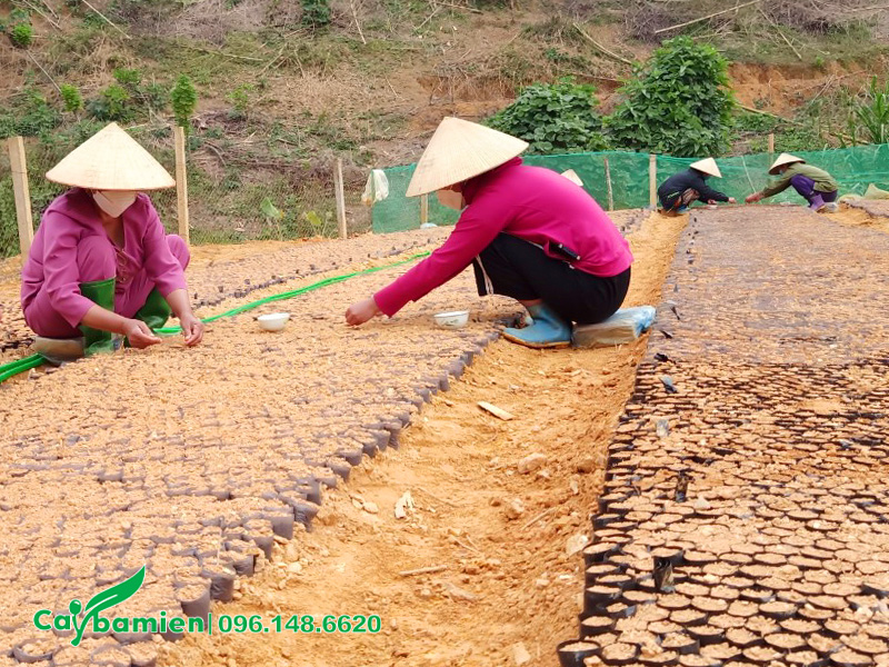 Công nhân nhà vườn đang ươm hạt cây dó bầu vào túi giá thể đã chuẩn bị sẵn