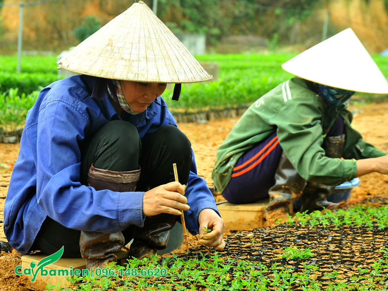 Cấy cây dó bầu con vào túi bầu