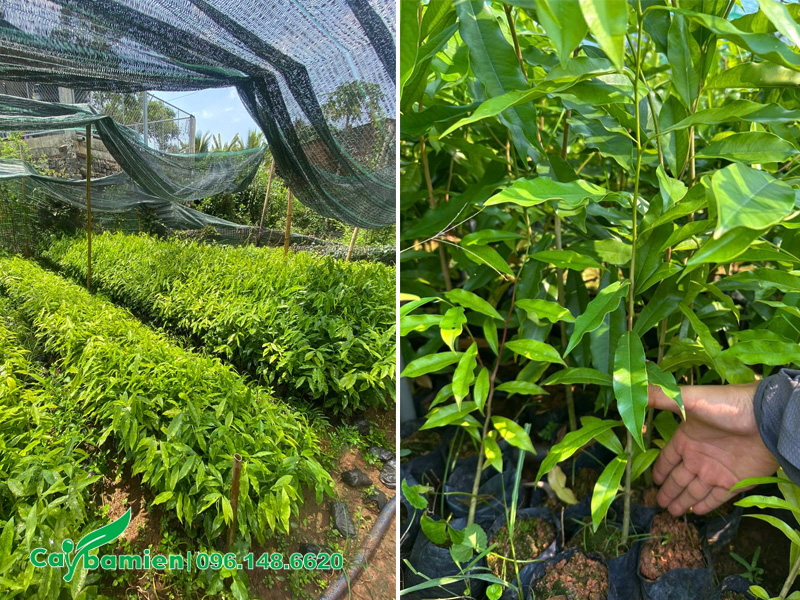 Cây giống dó bầu đạt điều kiện xuất vườn