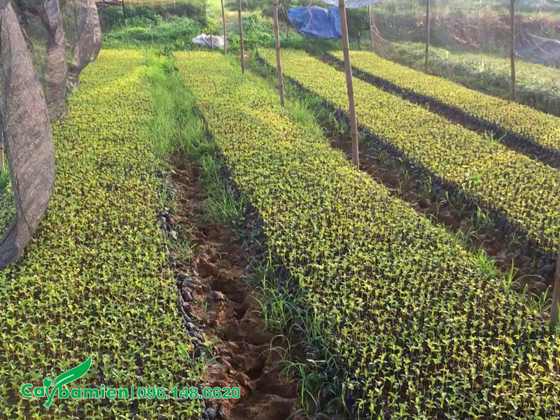Vườn ươm giống cây dó bầu bằng hạt đã được che lưới cẩn thận
