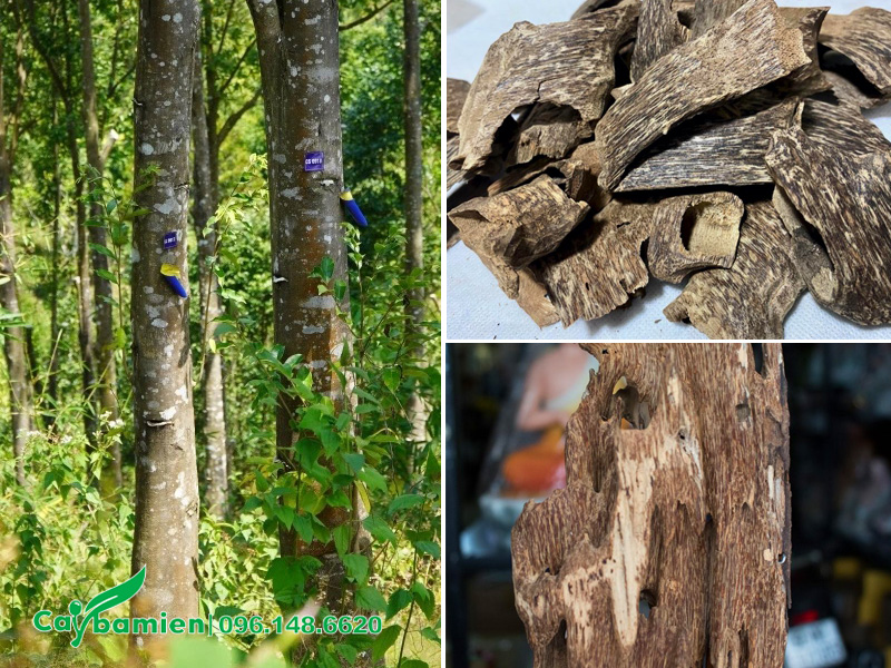 Thu hoạch trầm hương trên cây dó bầu