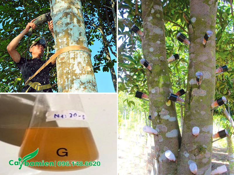 Khoan thân và cấy thuốc tạo trầm bằng phương pháp sinh học