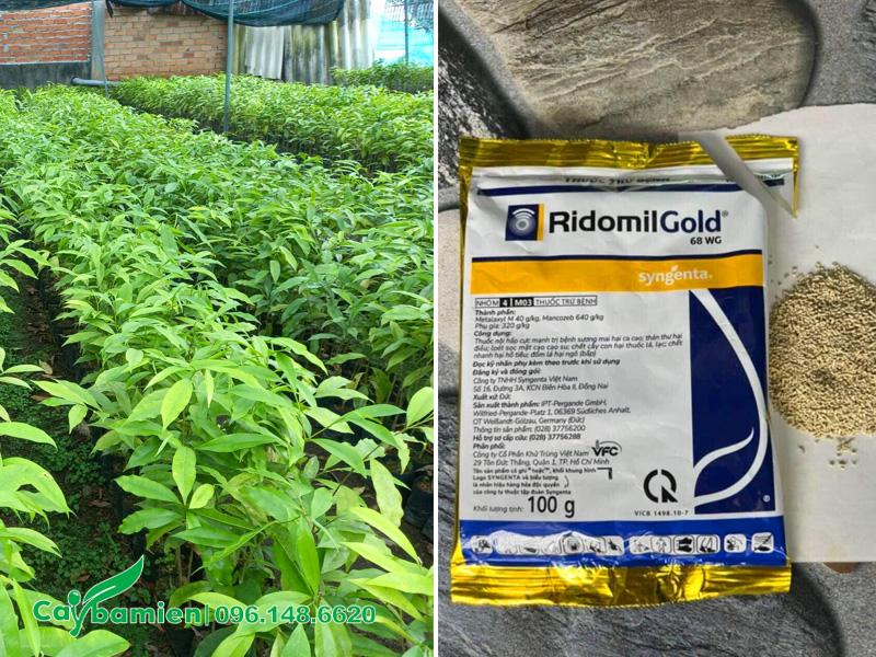 Vườn cây giống dó bầu trồng từ hạt