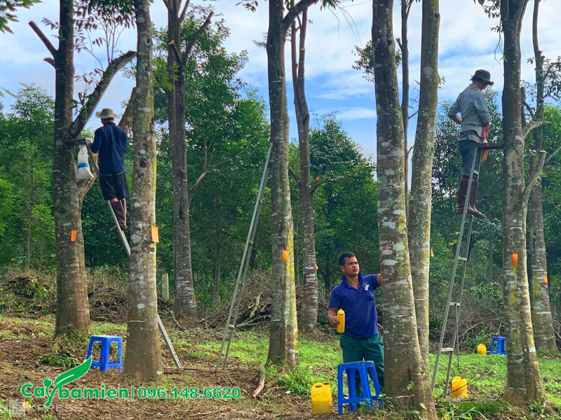 Công nhân đang tiến hành bơm thuốc tạo trầm cho rừng dó bầu