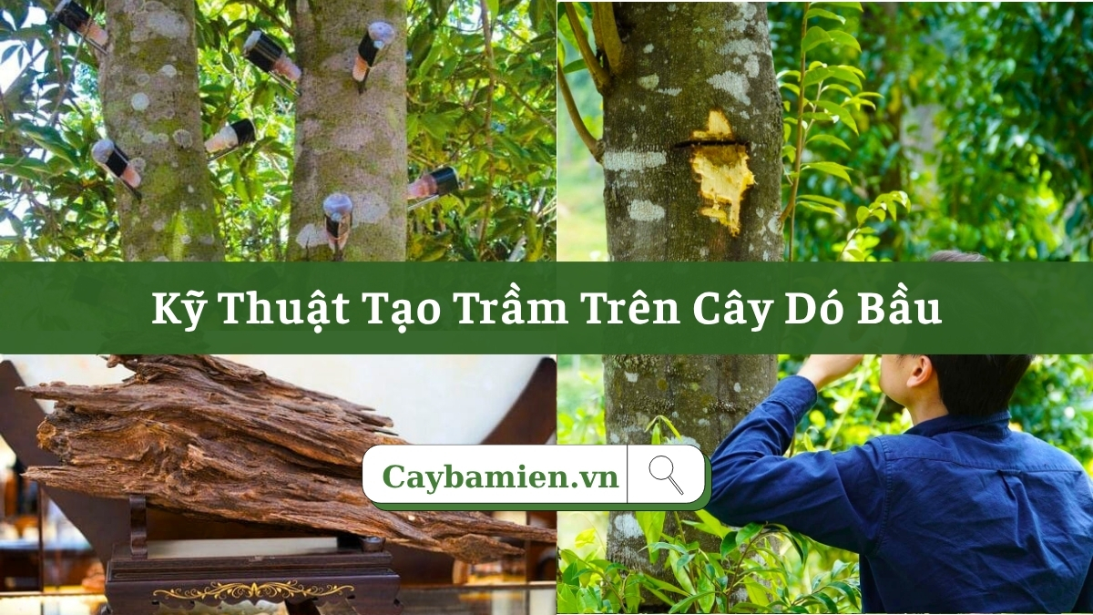 Biện pháp tạo trầm trên cây dó bầu lâu năm
