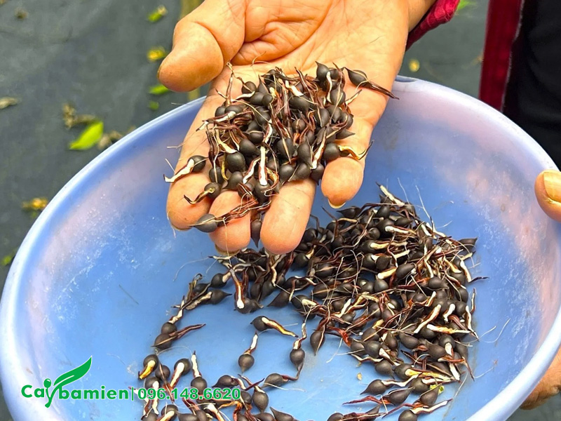 Cách ươm hạt cây dó bầu tạo cây giống khỏe mạnh