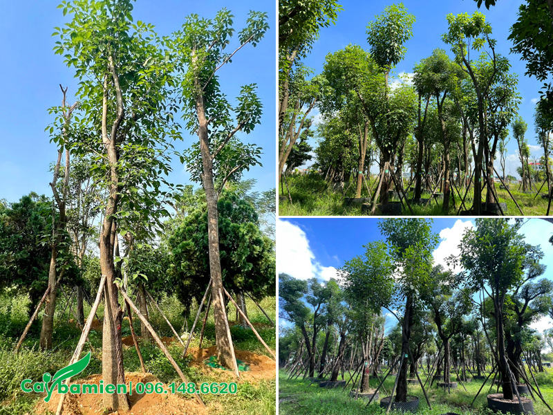 Bãi dưỡng ủ cây kèn hồng công trình đường kính gốc 20cm