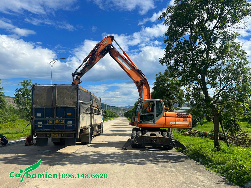 Các thiết bị cơ giới đang vận chuyển cây và tập kết tại công trình