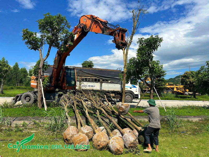 Tập kết số lượng lớn cây phong linh vàng tại Công ty Than Núi Béo