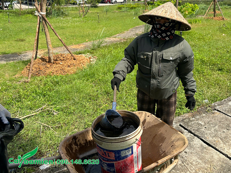 Công nhân đang tiến hành tưới kích rễ cho cây đã trồng xong tại Công Ty Than Núi Béo