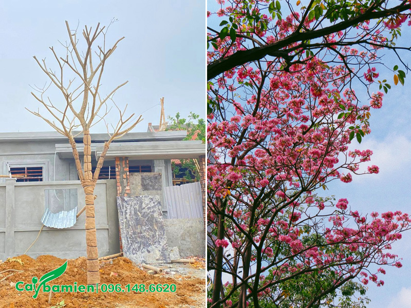 Vị trí trồng cây kèn hồng công trình trước nhà