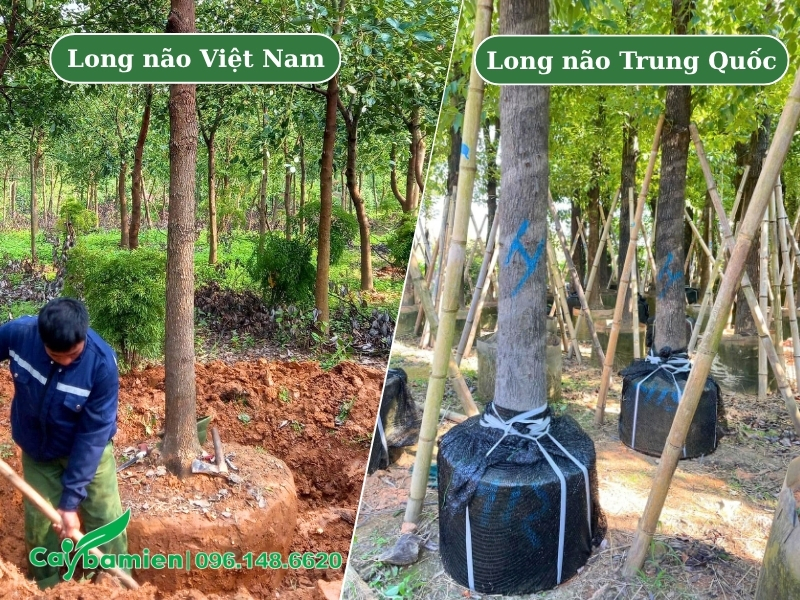 Cấu trúc bầu cây long não Việt Nam và Trung Quốc